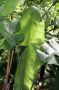 Trinidad2005 - 028